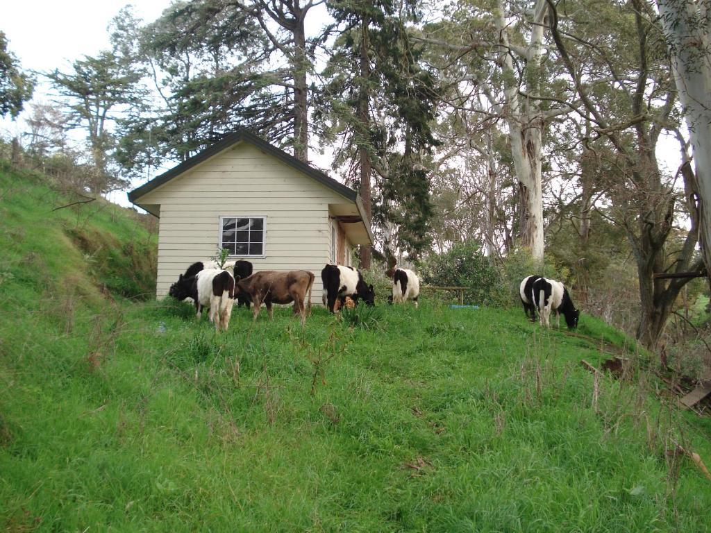 Havelock House Acomodação com café da manhã Havelock North Exterior foto